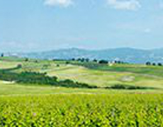 Панорама Италия. Виноградники ширина 20.75 м 18 листов (Артикул 612)